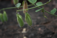 Crotalaria hirsuta